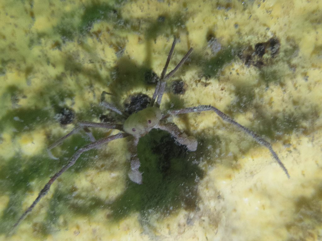 Araignée des anémones - Inachus phalangium - Crustacés